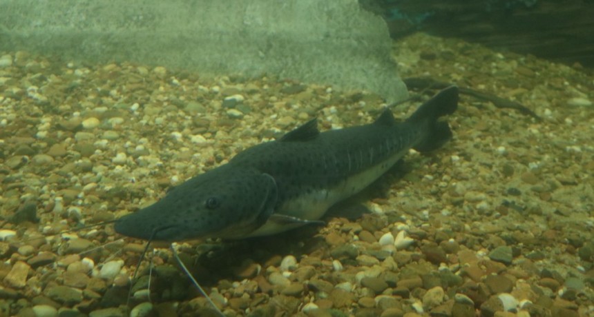 Santa Fe establece la veda para la pesca de surub&iacute;