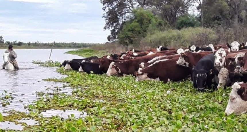 Fen&oacute;meno de El Ni&ntilde;o: con la asistencia de la Provincia, ya se evacu&oacute; m&aacute;s del 70 % de la hacienda en islas