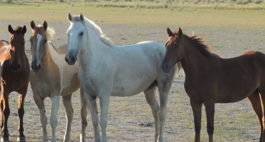 Confirmaron un caso de encefalomielitis equina en San Crist&oacute;bal