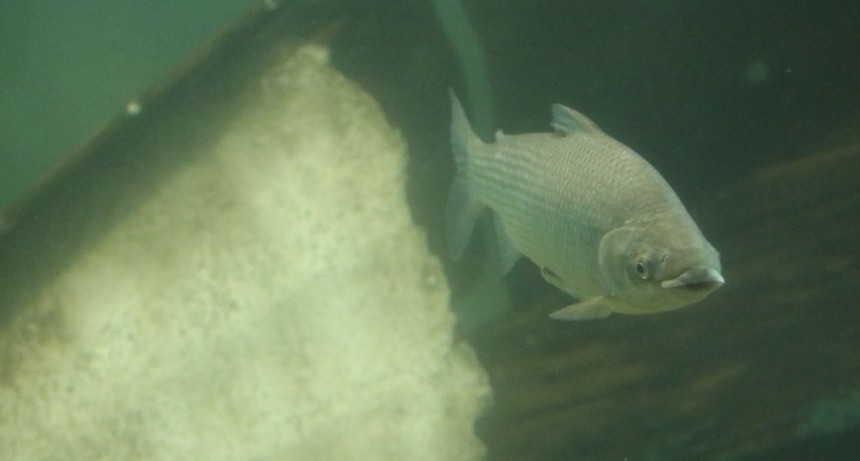 Por qu&eacute; es importante limitar la exportaci&oacute;n de peces del r&iacute;o Paran&aacute;