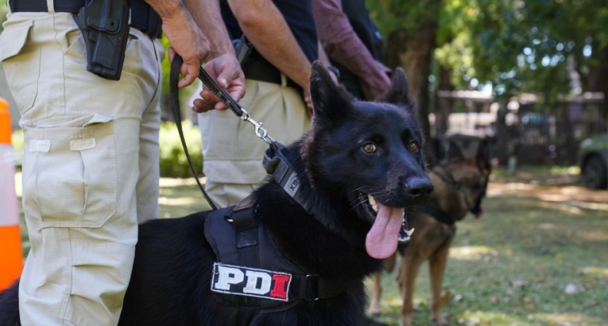 Perros campeones de la PDI: brindaron detalles sobre la destacada participación en el Campeonato Argentino