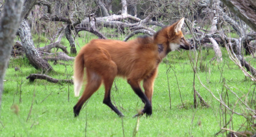 Ante la aparici&oacute;n de animales fuera de su h&aacute;bitat natural recomiendan dar aviso al 911