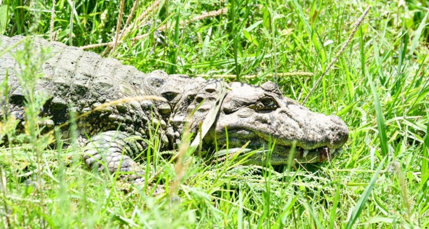 Ambiente: se concretó en Santa Fe la reinserción de Ricardito, el yacaré que pasó más de 10 años en el Instituto Malbrán